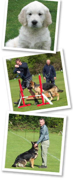 Dog school images